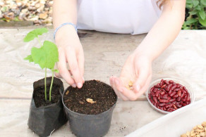 Alunos de Educação Financeira aprendem sobre o Projeto do Herbário