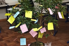 Turmas do Ensino Superior plantam manacá-da-serra e cápsula do tempo