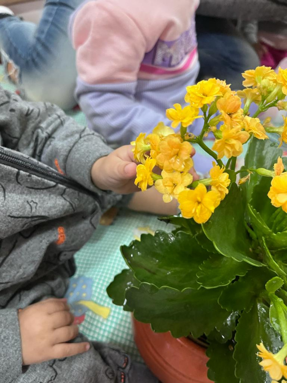 Crianças do Instituto Ivoti tem aula de Herbário sobre os quatro sentidos