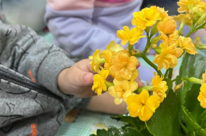 Crianças do Instituto Ivoti tem aula de Herbário sobre os quatro sentidos